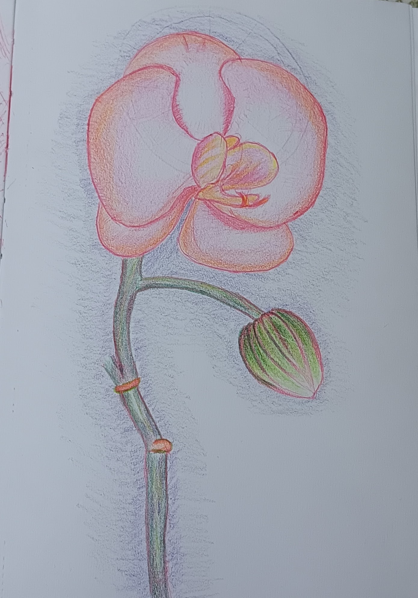 Drawing of an orchid