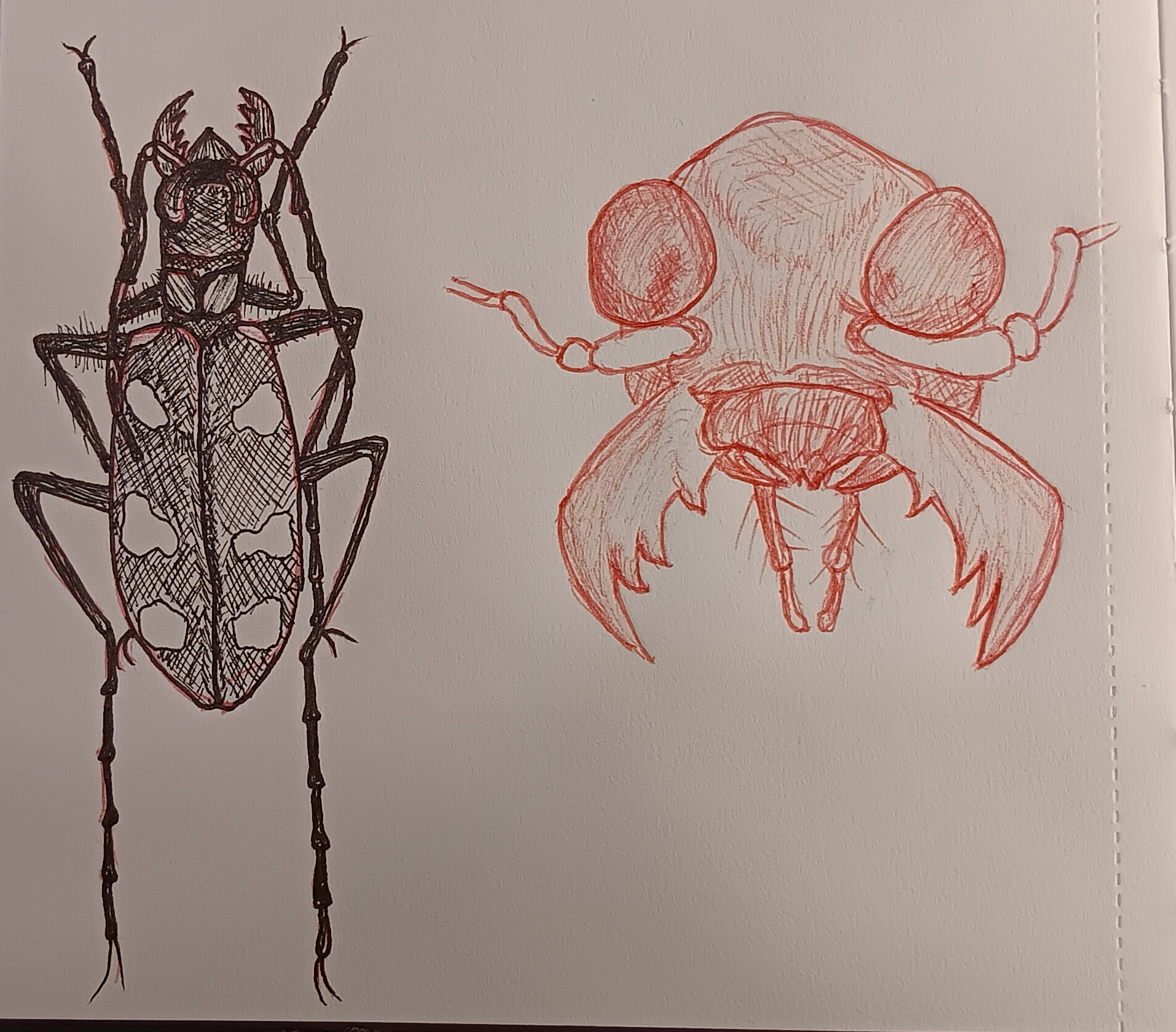 Image of two pen sketches of tiger beetles. The sketch on the left is done in black ink with red ink underneath and is the top-down view of a tiger beetle. The sketch on the right is done in red ink and is of the face of a tiger beetle.